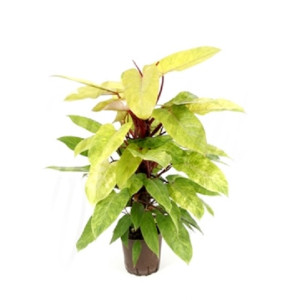 Филодендрон   Медиса 80 см.